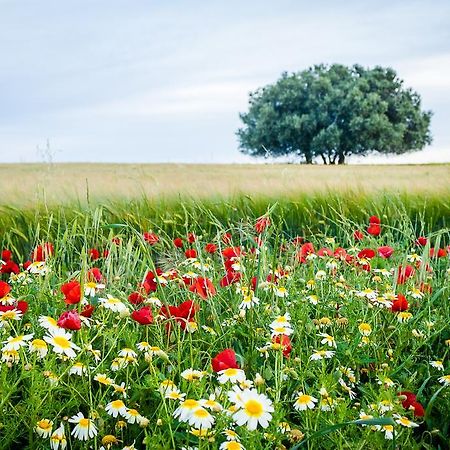 Agro-Turismo Do Roxo Pensionat Ervidel Eksteriør billede