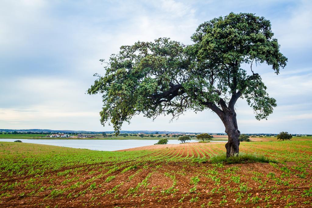 Agro-Turismo Do Roxo Pensionat Ervidel Eksteriør billede